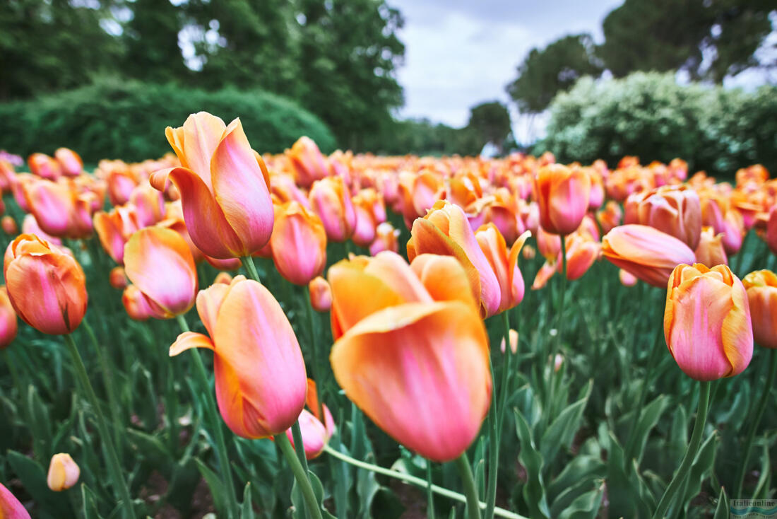 In spring, a sea of tulips blooms in Sigurtà Park