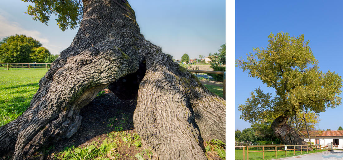 Вилланова – величественный дуб с окружностью ствола более 6 м.