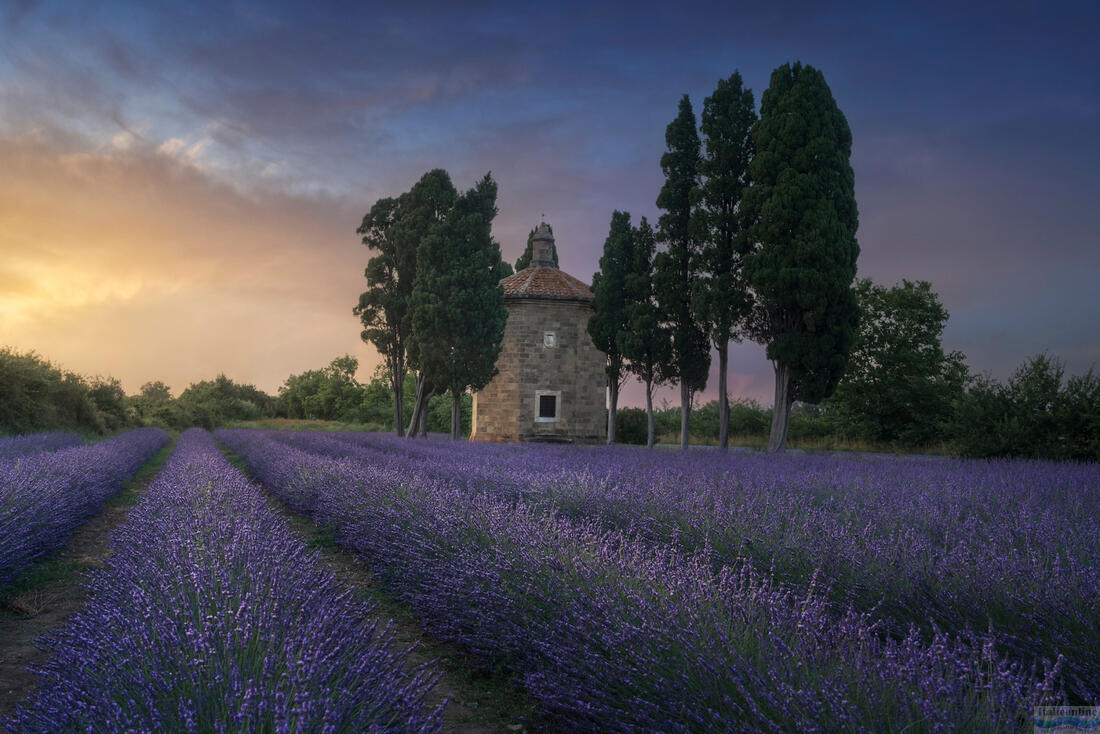 Bolgheri