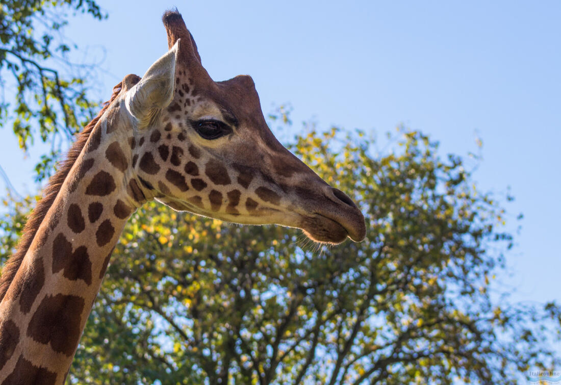 Zoo di Punta Verde - giovane giraffa