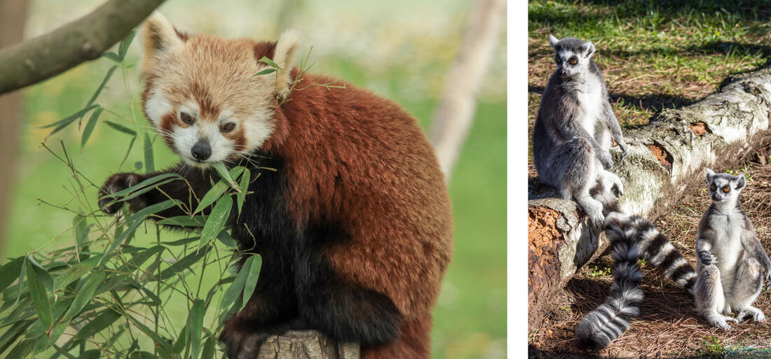 Zoo di Punta Verde - a sinistra un raro panda rosso del Nepal, a destra una coppia di lemuri katta