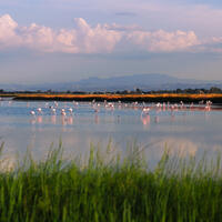 Cervia