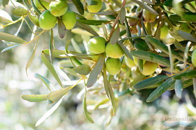 La raccolta delle olive in Italia