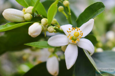 Neroli, l'arancio simbolo del lusso