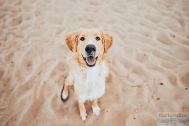 Spiagge per cani - Emilia-Romagna