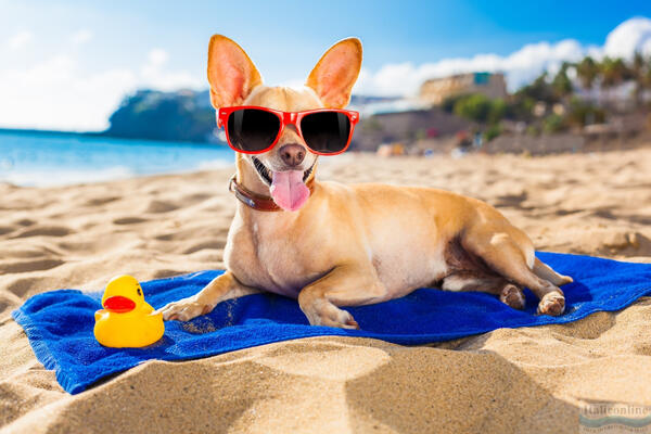 Spiagge per cani in Toscana